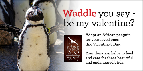 Special Valentine's Day Wild Adopt Gift Package - African Penguin