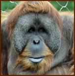 Benefiber for orangutans