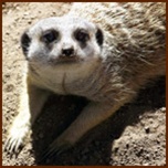 Bugs and mealworms for meerkats