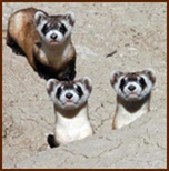 Meat for black-footed ferrets