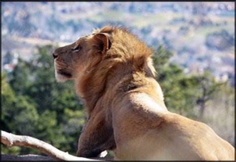 Abuto, male African lion at Cheyenne Mountain Zoo
