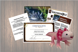 Axolotl Wild Adoption Gift Package