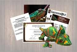Chameleon 12" Wild Adoption Gift Package