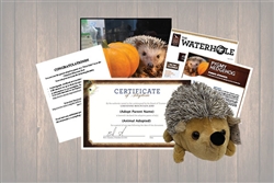 Pygmy Hedgehog Wild Adoption Gift Package
