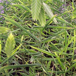 Sea Oats Grass; Chasmanthium latifolium