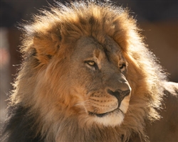 African Lion Patron Art Choice