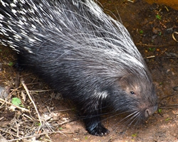 African Cape Porcupine Patron Art Choice