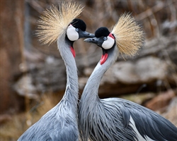 African Crowned Crane Patron Art Choice