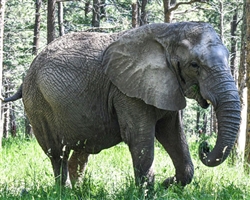 Elephant Patron Art Choice