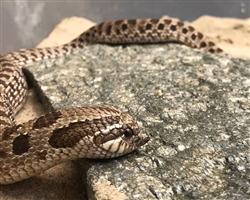 Western Hognose Patron Art Choice