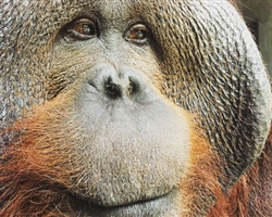 Orangutan Patron Art Choice