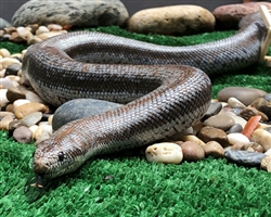 Rosy Boa Patron Art Choice