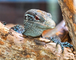 Blue Tree Monitor Patron Art Choice