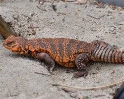 Ornate Uromastyx Patron Art Choice