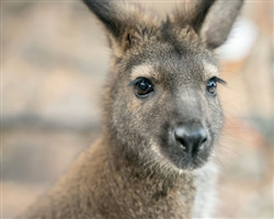 Wallaby Patron Art Choice