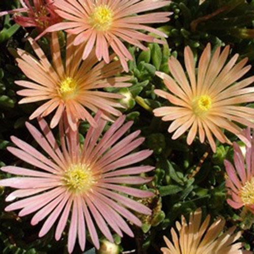 Ice Plant Delosperma Mesa Verde