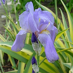 Iris; Iris 'Aurea Variegata'