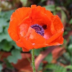 Oriental Poppy; Papaver 'Prince of Orange'