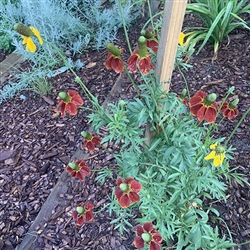 Red Mexican Hat; Rabtibida columnifera 'Red'