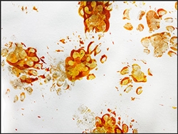 Cape Porcupine "Waffles," painting 6 9x12