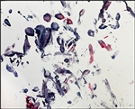 Muscovy Duck painting 2 9x12