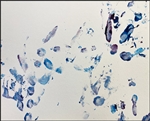 Muscovy Duck painting 3 9x12