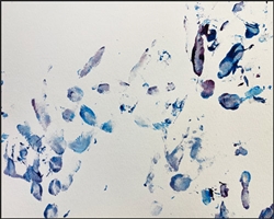 Muscovy Duck painting 3 9x12