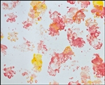 Skunk "Padfoot," painting 4 8x10
