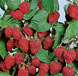 Boyne Raspberry; Rubus idaeus