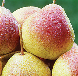 Summercrisp Pear; Pyrus communis
