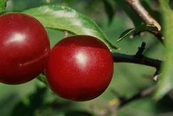 Toka Plum; Prunus 'Toka'