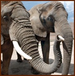 Vitamin E for African elephants